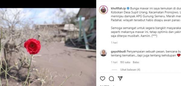 Bunga mawar mekar di tengah matinya semua tanaman akibat terjangan awan panas erupsi Gunung Semeru di Lumajang. (Foto: Instagram)