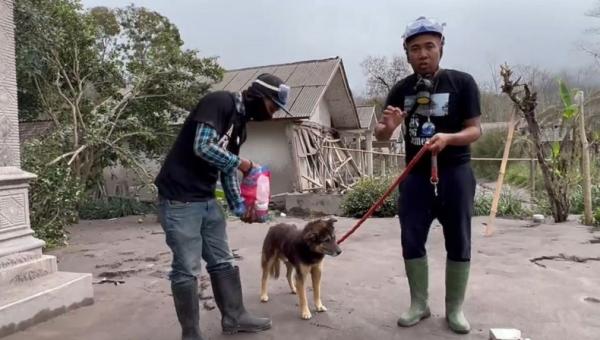 Dua sukarelawan berusaha mengevakuasi Nemo, anjing yang setia menunggu pemiliknya di depan rumah selama 12 hari pascaerupsi Gunung Semeru di Kabupaten Lumajang, Jatim. (Foto: Instagram Christian Joshua Pale)