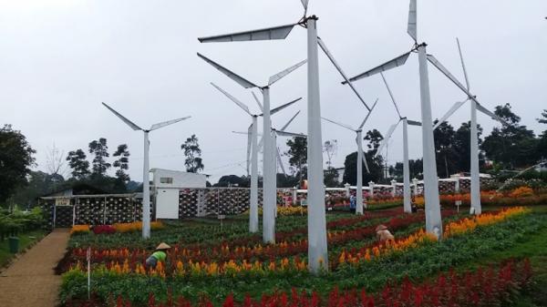 Tempat wisata di Semarang, Taman Bunga Celosia Tempat wisata di Semarang, Taman Bunga Celosia Bandungan (Istimewa)