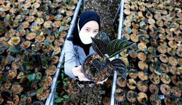 20 Sin Tanaman Hias 2 Ilustrasi tanaman hias (Sindonews)