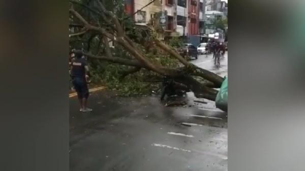 Pohon tumbang menimpa warga. (Foto: iNews/Nurdin Abdullah).