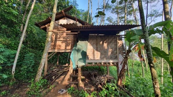 Di gubuk kecil tepi hutan Cikalongwetan, KBB ini nenek Tati tinggal seorang diri. (Foto: ISTIMEWA)