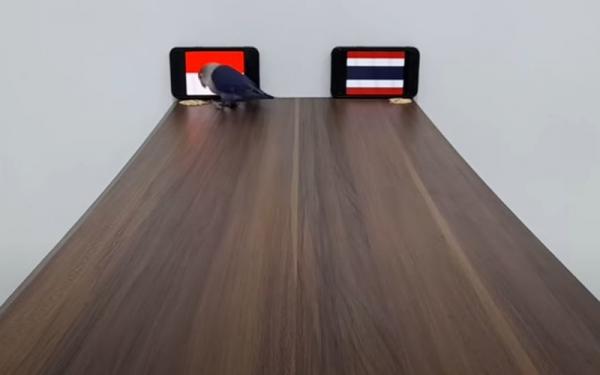 Bony si burung lovebird Bony si burung lovebird memprediksi Indonesia vs Thailand dalam laga leg 1 final Piala AFF 2020. (Foto: Tangkapan Layar Youtube/Hari BirdPoint)