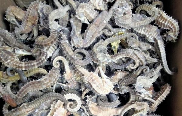 Kuda laut kering. (Foto: Istimewa)