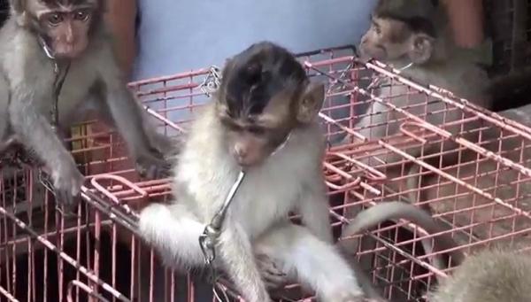 Kera ekor panjang, hewan pembawa rabies. (Foto: iNews.id/Indira Arri)