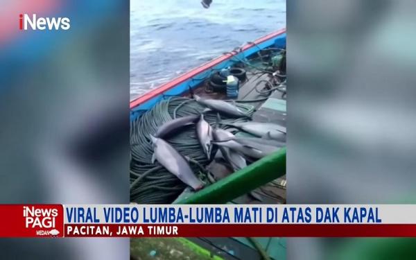 Viral Lumba-Lumba Terjaring Kapal Nelayan hingga Mati, KKP: Eksploitasi Mamalia Laut Dilindungi Sangat Dilarang!