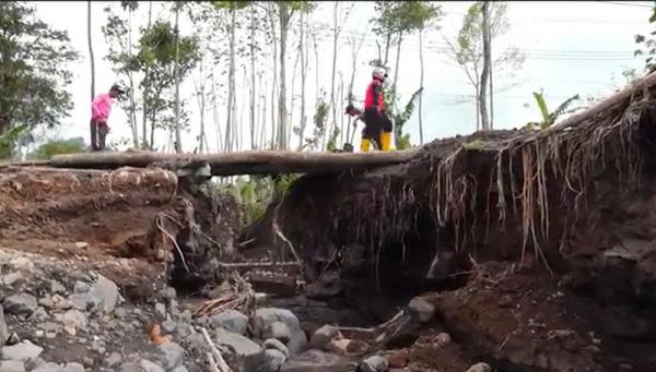 Jembatan Putus Diterjang Lahar Dingin, Warga Lumajang Bangun Akses Darurat dari Pohon Kelapa 