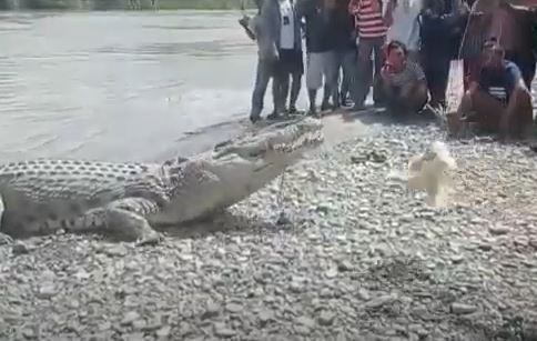 Buaya muara berukuran besar jadi tontonan gratis warga Kota Palu. (Foto: iNews TV/jemmy Hendrik)