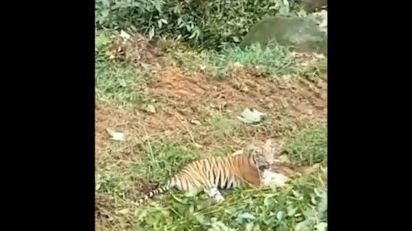 Harimau Sumatera Harimau Sumatera mengadang ekskavator saat pembukaan lahan di Pasaman Barat, Sumbar (Budi Sunandar/MNC Portal)