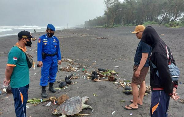 Seekor Penyu Ditemukan Mati di Pantai Cangkring Bantul, Ada Sampah Plastik pada Mulutnya