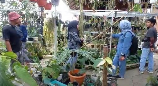 Sejumlah pecinta tanaman hias melihat koleksi di kebun milik Andarias di Mamasa. (Foto: iNews TV/Frendy Christian)