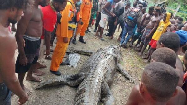 Buaya 7 Meter Pemangsa Warga di Papua Ditangkap, Ditemukan Potongan Tubuh dalam Perut - Bagian 1