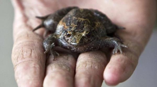katak hula 1 Hewan purba masih hidup sampai sekarang, salah satunya Katak Hula. (Foto: Reuters)