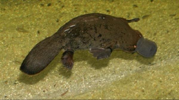 platipus 1 Hewan purba masih hidup sampai sekarang, salah satunya Platipus. (Foto: Okezone)