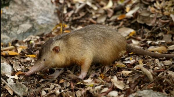 solenodon 1 Hewan purba masih hidup sampai sekarang, salah satunya Solenodon. (Foto: Reuters)