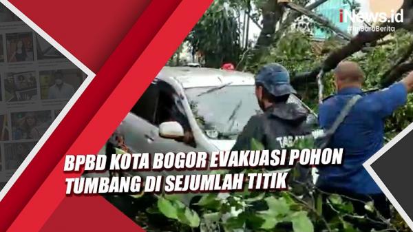 Gerak Cepat, BPBD Kota Bogor Evakuasi Pohon Tumbang di Sejumlah Titik