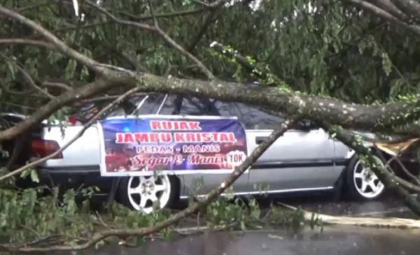 Mobil milik pedagang rujak rusak tertimpa pohon tumbang di Kabupaten Ciamis, Selasa (25/1/2022). (Foto: iNews TV/Acep Muslim)