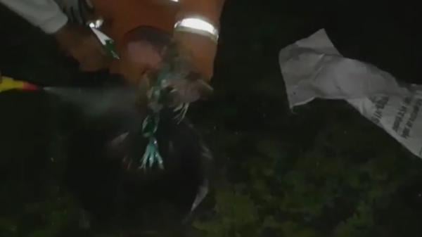 Sarang tawon vespa dievakuasi damkar Situbondo, Jawa Timur (Riski Amirul Ahmad/MNC Portal Indonesia)