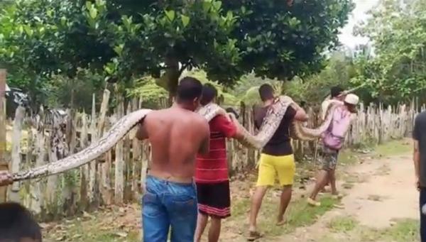 Warga memikul ular piton 9 meter yang ditangkap. (Foto: iNews/Febriyono Tamenk).