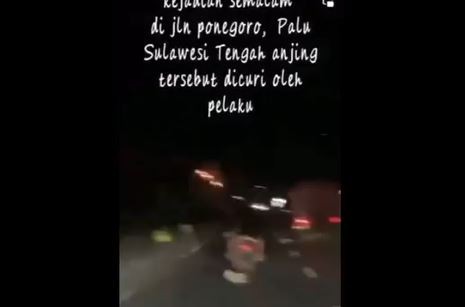 Tangkapan layar dua pemuda naik sepeda motor menyeret anjing yang dicurinya di kawasan Jalan Diponegoro, Kota Palu. (Foto: ist)