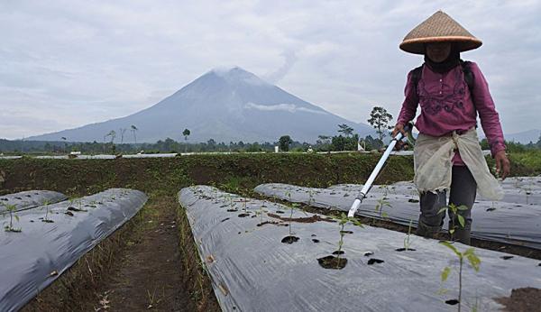 Mentan Sebut 16 Persen Petani Tak Bisa Akses Pupuk Subsidi, Ini Penyebabnya