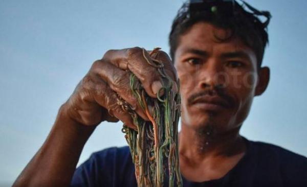 Hasil Nyale atau cacing laut dalam tradisi bau nyale yang dilakukan masyarakat Suku Sasak, Kabupaten Lombok Tengah, NTB. (Foto: Antara)
