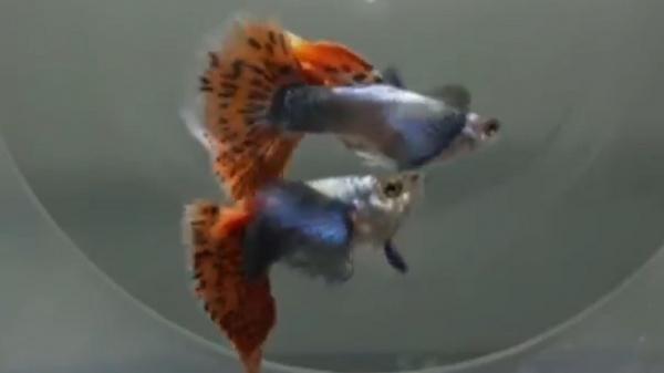 Ikan Guppy 2 Adrianus Pria di Kota Jambi meraup untung hingga puluhan juta rupiah dari hasil budi daya ikan guppy. (Foto: Adrianus Susandra).