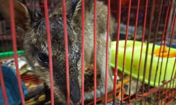 walabi seekor walabi asal Papua. (Foto: karantina Surabaya).