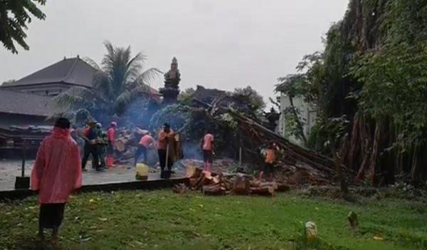 Pohon tumbang menimpa Pura Prajapati di Ubud, Gianyar. (Foto: iNews/Ketut Catur).