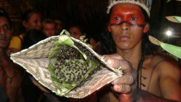 itual kedewasaan paling brutal di dunia salah satunya dilakukan Suku Satere Mawe. (Foto: Reddit.com)