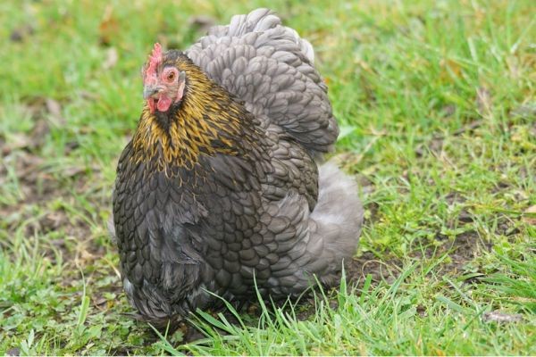 Ayam Cochin tingginya bisa mencapai tingginya mencapai 66,04 cm.