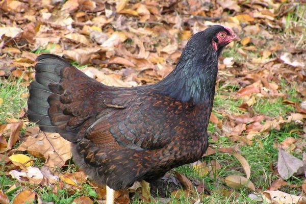 Ayam Cornish memiliki tinggi hingga 50,8 cm.