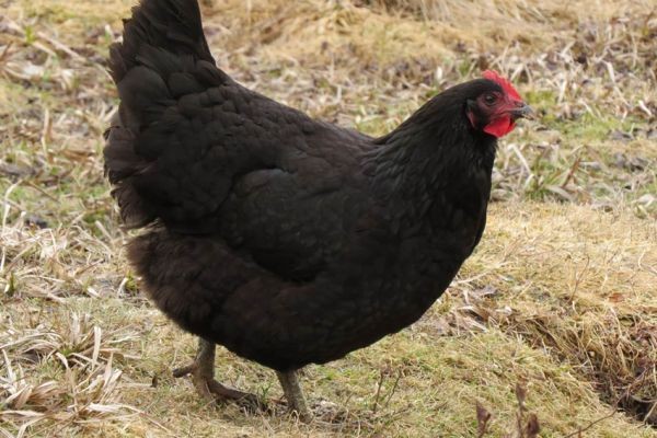 Ayam jersey jantan tingginya di kisaran 50,8 – 63,5 cm