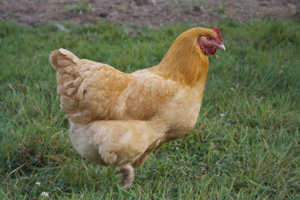 Ayam Orpington memiliki berat sekitar 4,5 kg dengan tinggi sekitar 40 cm.