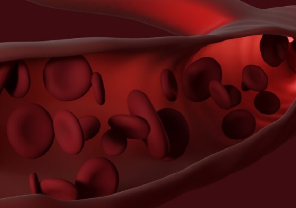 Urutan Peredaran Darah Kecil dan Peredaran Darah Besar yang Benar pada Manusia