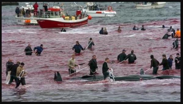 Tradisi yang dilakukan di pantai-pantai dunia, salah satunya di Kepulauan Faroe. (Foto: Reuters)