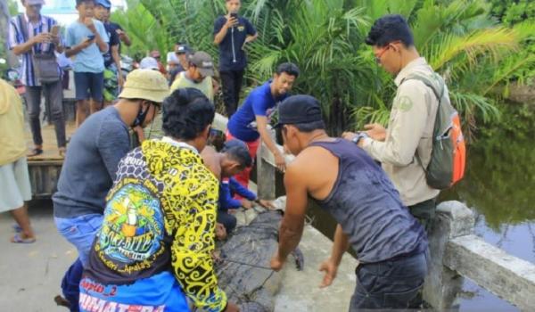Buaya 4 Meter Ditangkap Lagi Pelepasliaran buaya empat meter yang memangsa ternak warga di Pulau Maya, Kayong Utara. (Foto: BKSDA KALBAR)