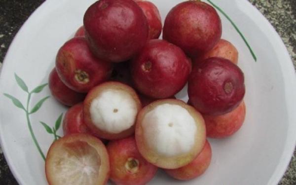 Buah Mundar Khas Kalimantan Buah Mundar khas Kalimantan. (Foto: ist)