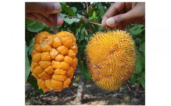 Buah Keledang Khas Kalimantan Buah Keledang khas Kalimantan. (Foto: ist)