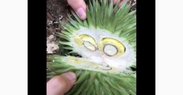 Buah Tareteng Durian Hutan Buah taretung khas Kalimantan