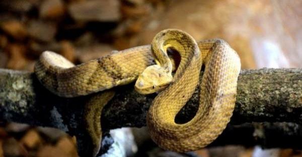 Menakutkan, Ini 4 Pulau yang Menjadi Sarang ular Berbisa, Nomor 3 Ada di Indonesia