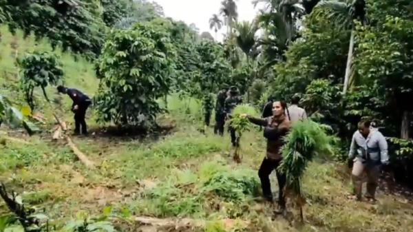 Jajaran Polda Lampung dan Tim gabungan mengungkap 6,28 hektare kebun ganja di pedalaman Desa Lhokdrien Dusun Uteu, Kecamatan Sawang, Aceh Utara (Andres Afandi/MNC Portal)