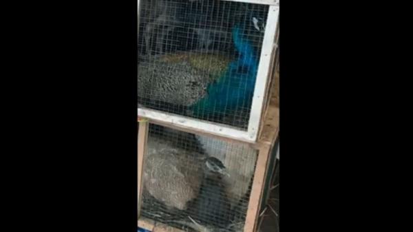 Ribuan burung impor tertahan di Gudang Kargo Bandara Internasional Kualanamu, Deliserdang, Sumatera Utara. (Foto: Istimewa).