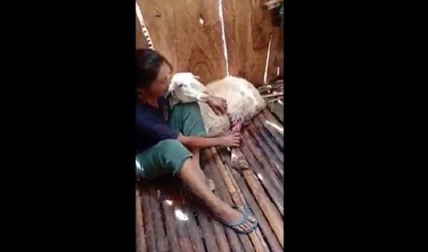 Pemilik menangis mengetahui kambingnya mati dan terluka, Rabu (9/3/2022). (Foto: iNews.id/Riski Amirul Ahmad).