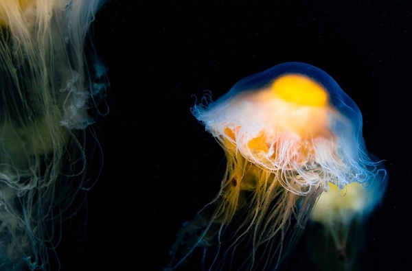 Cara Gerak Ubur ubur yang Tak Punya Kaki, Ini Organ yang Digunakan