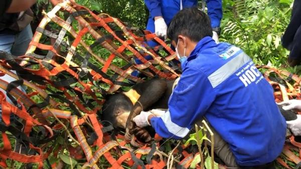 Petugas mengevakuasi beruang madu yang kakinya terluka karena terjerat perangkap babi hutan di Aceh Barat Daya (Erdawati/MNC Portal Indonesia)