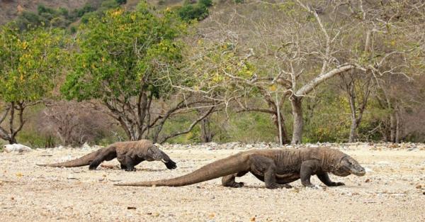 Kebun Binatang Ragunan Bakal Datangkan Komodo Tahun Ini