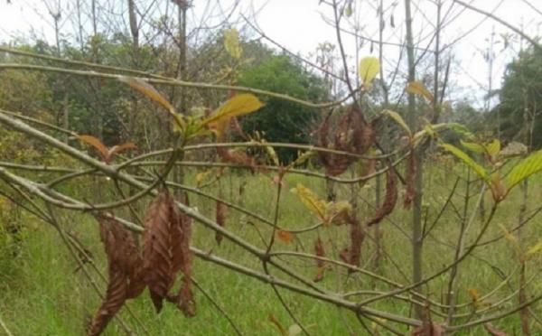 Kratom hama ulat Ribuan hektare tanaman kratom di Kapuas Hulu rusak dimakan hama ulat. (Foto: ANTARA).