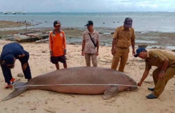 Penampakan Ikan Duyung Berukuran 3 Meter Mati Terdampar di Pantai Morotai