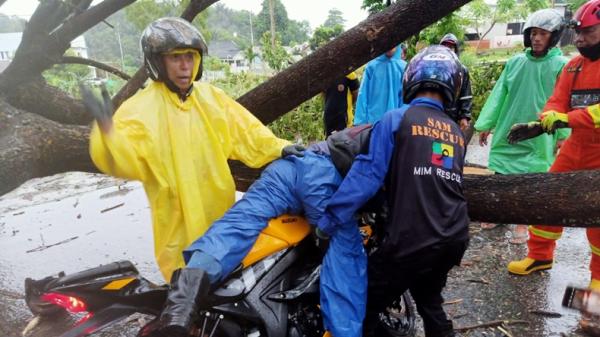 Pria di Samarinda tewas usai tabrak pohon tumbang (Dzulfikar Ash/MNC Portal)